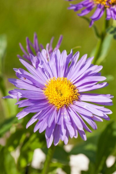 Aster des Alpes Aster alpinus 5-10 Pot 9x9 cm (P9) Aster alpinus