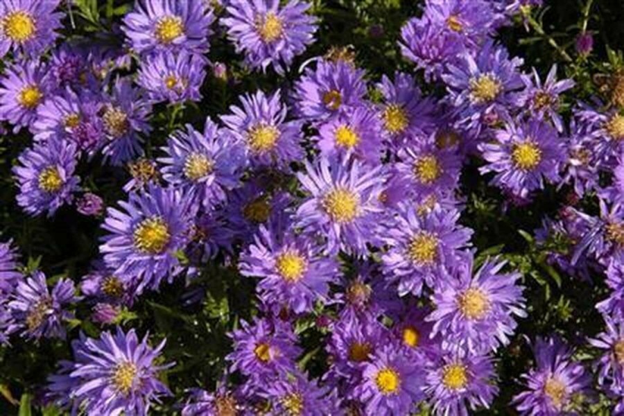 Aster des Alpes Aster alpinus 5-10 Pot 9x9 cm (P9) Aster alpinus