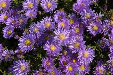 Aster des Alpes Aster alpinus 5-10 Pot 9x9 cm (P9) Aster alpinus