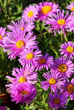 Aster des Alpes Aster alpinus 'Happy End' 5-10 Pot 9x9 cm (P9)