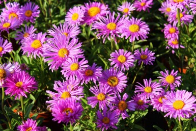 Aster des Alpes Aster alpinus 'Happy End' 5-10 Pot 9x9 cm (P9) Aster alpinus 'Happy End'