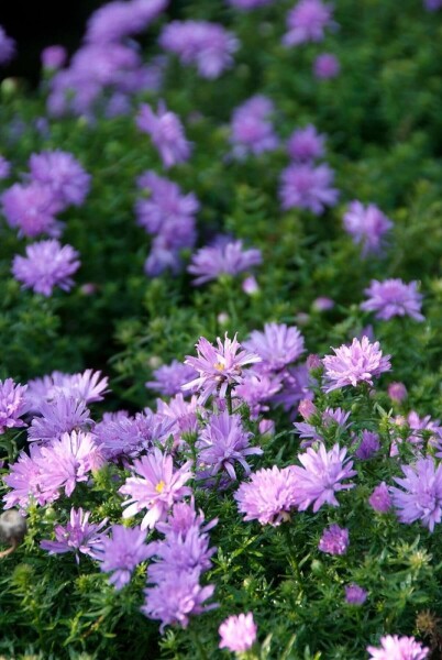 Symphyotriche buissonnant Aster dumosus 'Lady in Blue' 10-15 Pot 2 l (C2) Aster dumosus 'Lady in Blue'