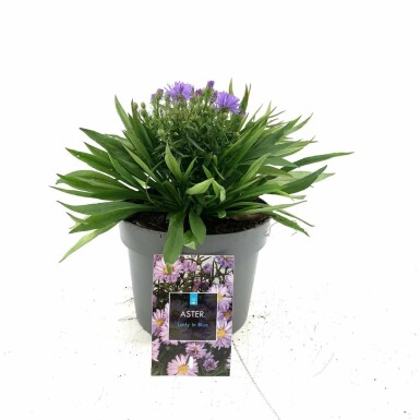 Symphyotriche buissonnant Aster dumosus 'Lady in Blue' 10-15 Pot 2 l (C2) Aster dumosus 'Lady in Blue'