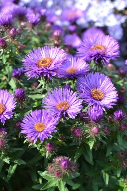 Symphyotriche de nouvelle-Angleterre Aster novae-angliae 'Purple Dome' 5-10 Pot 9x9 cm (P9)