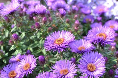 Symphyotriche de nouvelle-Angleterre Aster novae-angliae 'Purple Dome' 5-10 Pot 9x9 cm (P9)