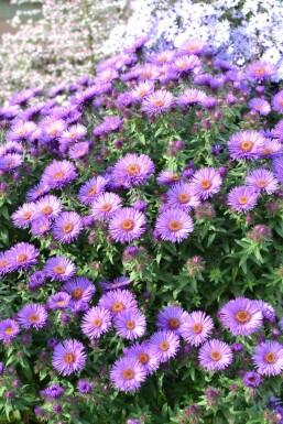 Symphyotriche de nouvelle-Angleterre Aster novae-angliae 'Purple Dome' 5-10 Pot 9x9 cm (P9) Aster novae-angliae 'Purple Dome'