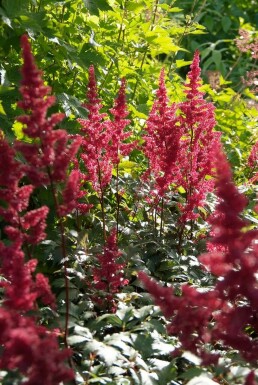 Astilbe Astilbe × arendsii 'Fanal' 10-15 Pot 2 l (C2) Astilbe × arendsii 'Fanal'