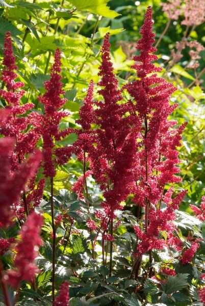 Astilbe Astilbe × arendsii 'Fanal' 5-10 Pot 9x9 cm (P9) Astilbe × arendsii 'Fanal'