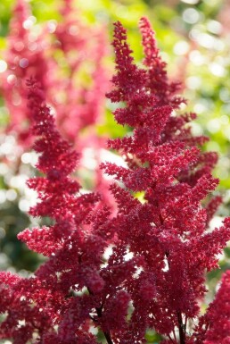 Astilbe Astilbe × arendsii 'Fanal' 5-10 Pot 9x9 cm (P9) Astilbe × arendsii 'Fanal'