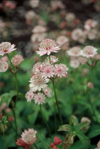 Grande astrance Astrantia major 5-10 Pot 9x9 cm (P9) Astrantia major