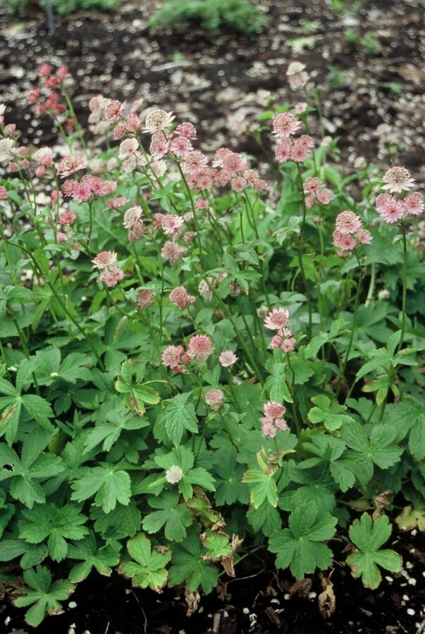 Grande astrance Astrantia major 5-10 Pot 9x9 cm (P9) Astrantia major