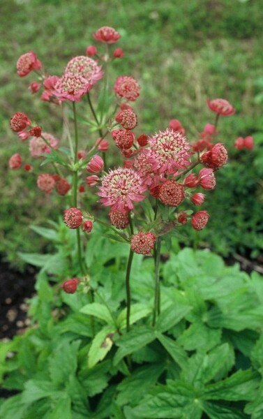 Grande astrance Astrantia major 'Lars' 5-10 Pot 9x9 cm (P9) Astrantia major 'Lars'