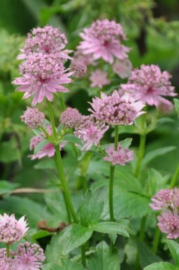 Grande astrance Astrantia major 'Pink Pride' 5-10 Pot 9x9 cm (P9) Astrantia major 'Pink Pride'