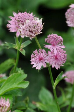 Grande astrance Astrantia major 'Pink Pride' 5-10 Pot 9x9 cm (P9) Astrantia major 'Pink Pride'