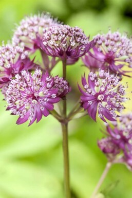Grande astrance Astrantia major 'Primadonna' 5-10 Pot 9x9 cm (P9) Astrantia major 'Primadonna'