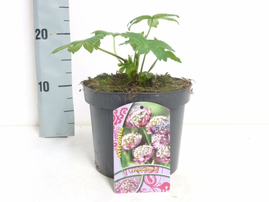 Grande astrance Astrantia major 'Primadonna' 5-10 Pot 9x9 cm (P9) Astrantia major 'Primadonna'
