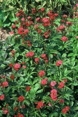 Astrantia major 'Ruby Wedding'