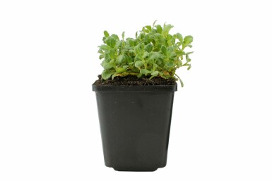 Aubriète Aubrieta 'Cascade Blue' 5-10 Pot 9x9 cm (P9) Aubrieta 'Cascade Blue'