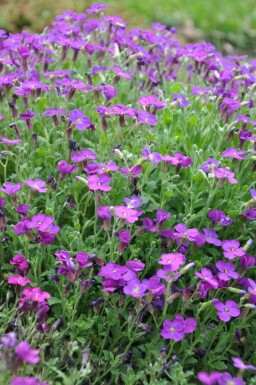 Aubriète Aubrieta 'Cascade Purple' 5-10 Pot 9x9 cm (P9)