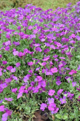 Aubriète Aubrieta 'Cascade Purple' 5-10 Pot 9x9 cm (P9) Aubrieta 'Cascade Purple'