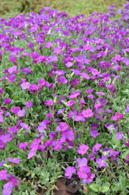 Aubriète Aubrieta 'Cascade Purple' 5-10 Pot 9x9 cm (P9)