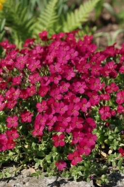 Aubriète Aubrieta 'Cascade Red' 5-10 Pot 9x9 cm (P9) Aubrieta 'Cascade Red'