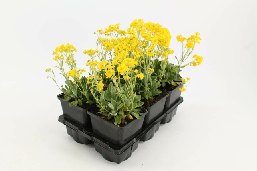 Alysse des rochers Aurinia saxatilis 5-10 Pot 9x9 cm (P9) Aurinia saxatilis