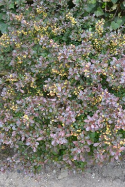 Épine-vinette de Thunberg Berberis thunbergii 'Atropurpurea Nana' Arbuste 30-40 Pot 10 l (C10)
