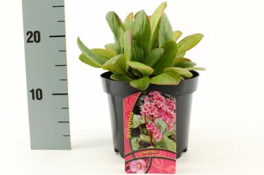 Bergénie à feuilles en coeur Bergenia cordifolia 10-15 Pot 2 l (C2) Bergenia cordifolia
