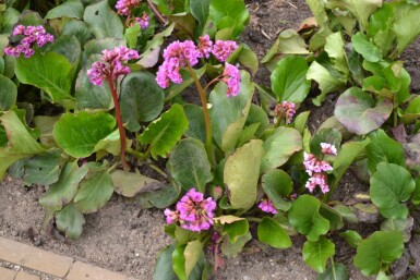 Bergénie à feuilles en coeur Bergenia cordifolia 10-15 Pot 2 l (C2) Bergenia cordifolia