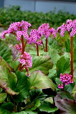 Bergénie à feuilles en coeur Bergenia cordifolia 'Rotblum' 5-10 Pot 9x9 cm (P9)