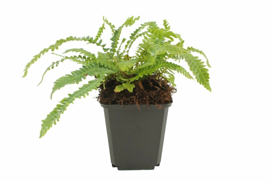 Struthioptéride en épi Blechnum spicant 5-10 Pot 9x9 cm (P9) Blechnum spicant