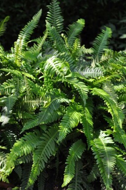 Struthioptéride en épi Blechnum spicant 5-10 Pot 9x9 cm (P9) Blechnum spicant