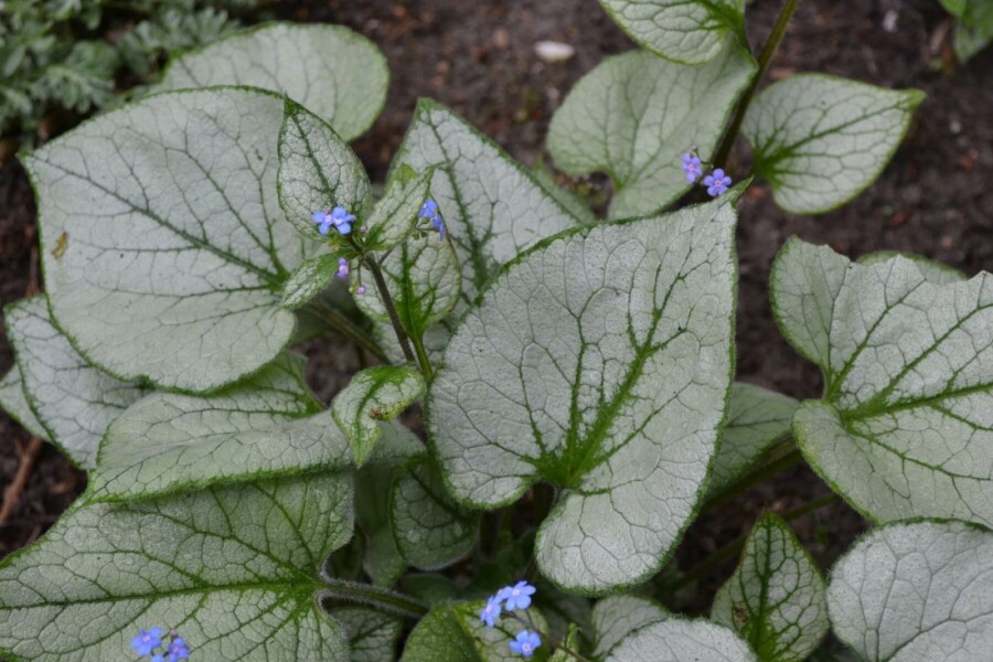 Brunnère à grosses feuilles Brunnera macrophylla 'Jack Frost' 20-30 Pot 5 l (C5) Brunnera macrophylla 'Jack Frost'