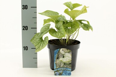 Brunnère à grosses feuilles Brunnera macrophylla 'Jack Frost' 10-15 Pot 2 l (C2) Brunnera macrophylla 'Jack Frost'