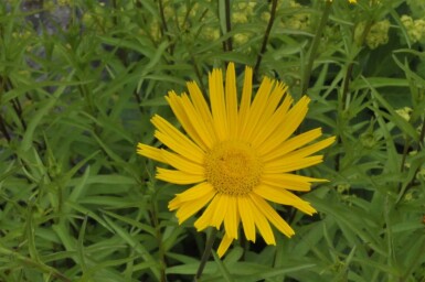 Buphtalme à feuilles de saule Buphthalmum salicifolium 5-10 Pot 9x9 cm (P9)