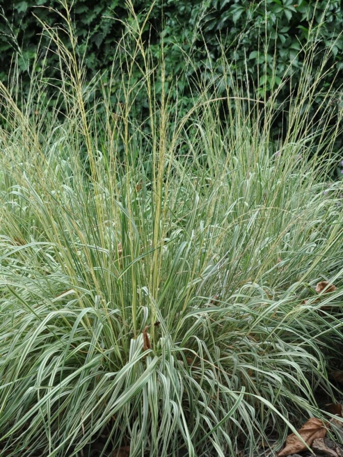 Calamagrostide à fleurs aiguës Calamagrostis × acutiflora 'Overdam' 5-10 Pot 9x9 cm (P9) Calamagrostis × acutiflora 'Overdam'