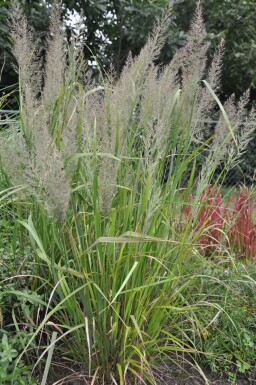 Calamagrostide roseau Calamagrostis brachytricha 5-10 Pot 9x9 cm (P9)