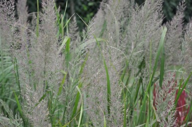 Calamagrostide roseau Calamagrostis brachytricha 5-10 Pot 9x9 cm (P9)