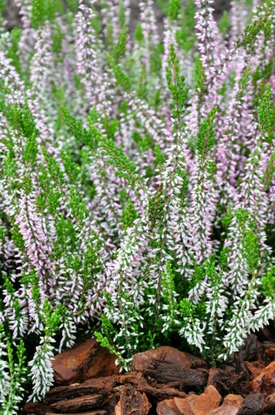 Callune commune Calluna vulgaris 'Pink Angie' 5-10 Pot â
 9,5cm (P9,5) Calluna vulgaris 'Pink Angie'