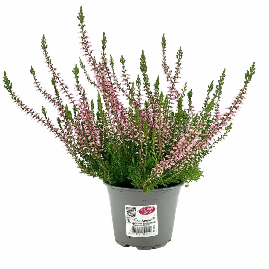 Callune commune Calluna vulgaris 'Pink Angie' 5-10 Pot â
 9,5cm (P9,5) Calluna vulgaris 'Pink Angie'