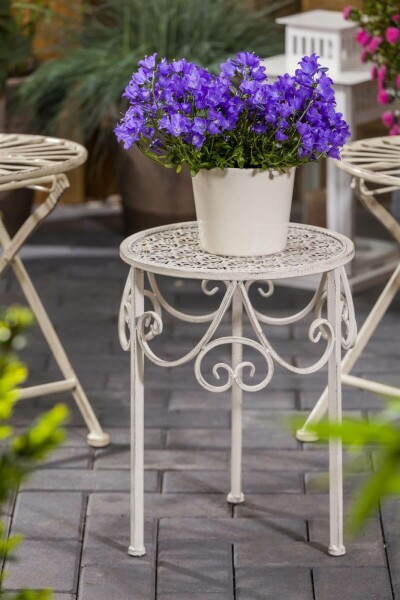 Campanule des Carpates Campanula carpatica 5-10 Pot 9x9 cm (P9) Campanula carpatica