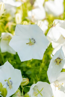 Campanule des Carpates Campanula carpatica 'Alba' 5-10 Pot 9x9 cm (P9)