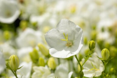 Campanule des Carpates Campanula carpatica 'Alba' 5-10 Pot 9x9 cm (P9)