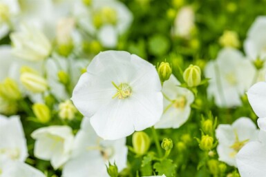 Campanule des Carpates Campanula carpatica 'Alba' 5-10 Pot 9x9 cm (P9)