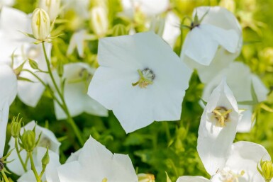 Campanule des Carpates Campanula carpatica 'Alba' 5-10 Pot 9x9 cm (P9)