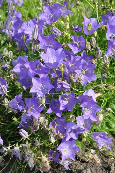 Campanule des Carpates Campanula carpatica 'Blaue Clips' 5-10 Pot 9x9 cm (P9) Campanula carpatica 'Blaue Clips'