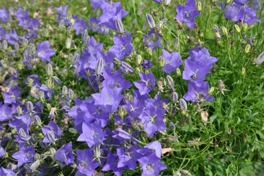 Campanule des Carpates Campanula carpatica 'Blaue Clips' 5-10 Pot 9x9 cm (P9)