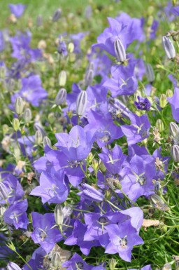 Campanule des Carpates Campanula carpatica 'Blaue Clips' 5-10 Pot 9x9 cm (P9) Campanula carpatica 'Blaue Clips'