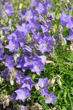 Campanule des Carpates Campanula carpatica 'Blaue Clips' 5-10 Pot 9x9 cm (P9)